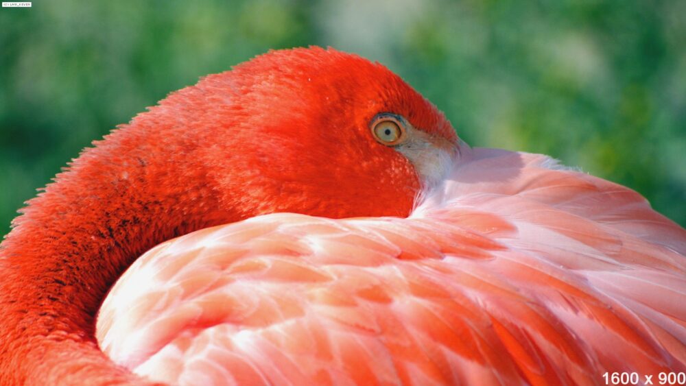 Vogel